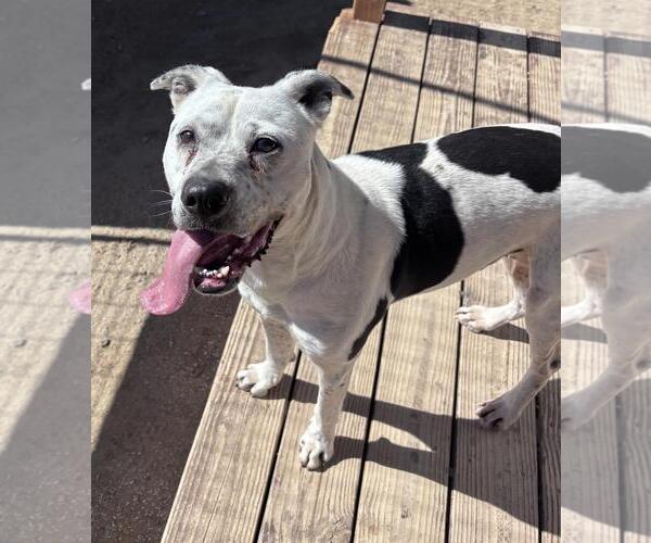 Medium Photo #2 Boxer-Unknown Mix Puppy For Sale in Incline Village, NV, USA