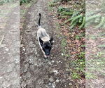 Small #21 German Shepherd Dog