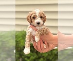 Small Photo #4 Goldendoodle (Miniature) Puppy For Sale in SAINT MARYS, KS, USA