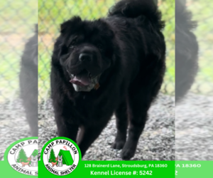 Chinese Shar-Pei Dogs for adoption in Stroudsburg, PA, USA