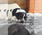 Small Photo #5 Pointer-Unknown Mix Puppy For Sale in Rockaway, NJ, USA
