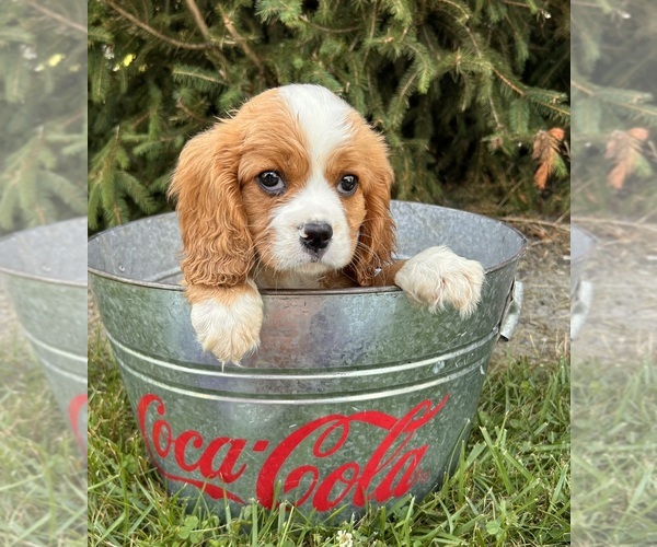 Medium Photo #4 Cavalier King Charles Spaniel-Miniature Bernedoodle Mix Puppy For Sale in MIDDLEBURY, IN, USA