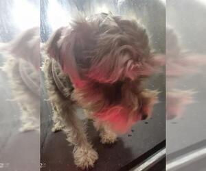 Miniature Schnauzer-Unknown Mix Dogs for adoption in San Antonio, TX, USA