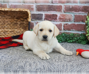 Labrador Retriever Puppy for sale in SYRACUSE, IN, USA