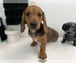 Puppy Bambi Dachshund