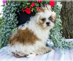 Small #4 Shih Tzu