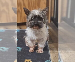 Mutt Dogs for adoption in Walnutport, PA, USA