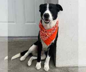 Border Collie-Unknown Mix Dogs for adoption in Crystal, MN, USA