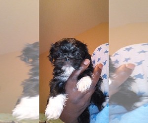Shih Tzu Puppy for sale in SOUTH RIVER, NJ, USA
