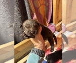 Puppy Puppy 8 Labrador Retriever