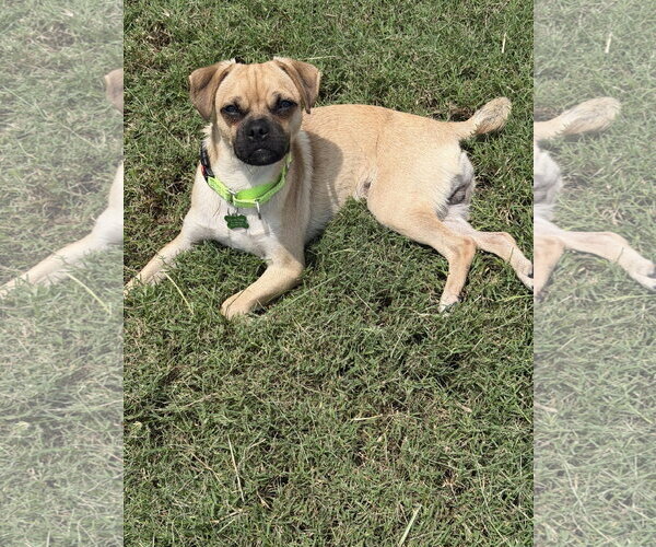 Medium Photo #12 Chug Puppy For Sale in Valrico, FL, USA