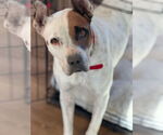 Small #5 American Pit Bull Terrier Mix