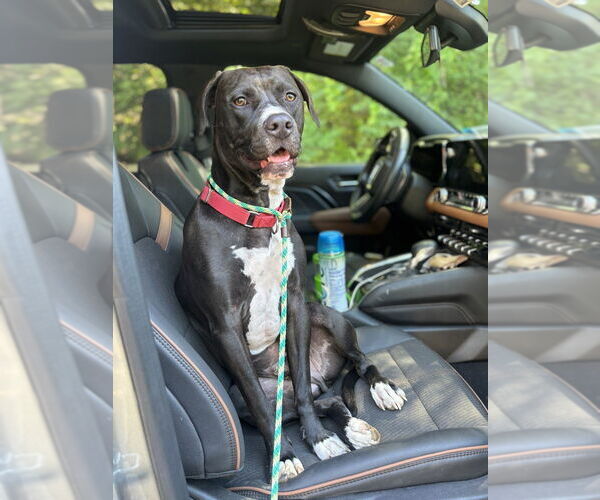 Medium Photo #6 American Pit Bull Terrier-Labrador Retriever Mix Puppy For Sale in Brewster, NY, USA