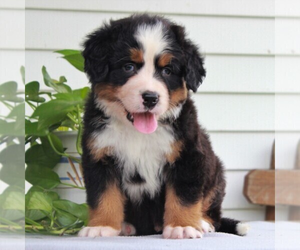 Medium Photo #1 Bernese Mountain Dog Puppy For Sale in EAST EARL, PA, USA