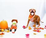 Small Photo #2  Puppy For Sale in , 