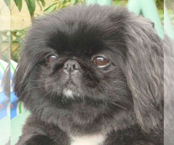 Medium Photo #1 Shinese Puppy For Sale in SPOKANE VALLEY, WA, USA