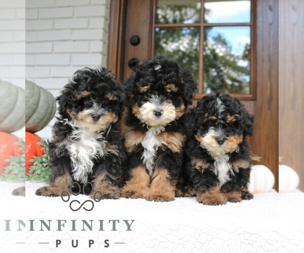 Medium Photo #2 Bernedoodle (Miniature) Puppy For Sale in PARADISE, PA, USA