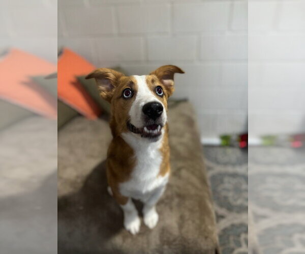 Medium Photo #2 Mutt Puppy For Sale in San Leon, TX, USA