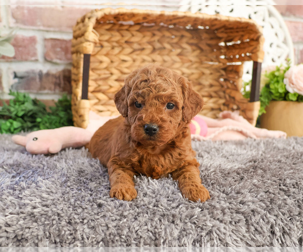 Medium Photo #3 Goldendoodle Puppy For Sale in SYRACUSE, IN, USA