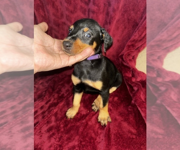 Medium Photo #1 Doberman Pinscher Puppy For Sale in OAK FOREST, IL, USA