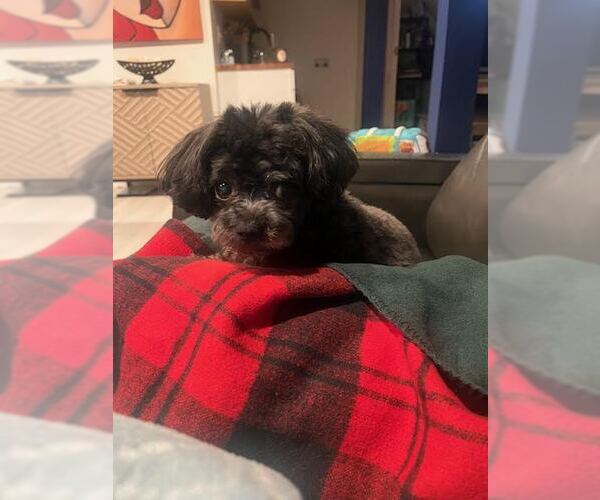 Medium Photo #3 Mutt Puppy For Sale in Tenafly, NJ, USA