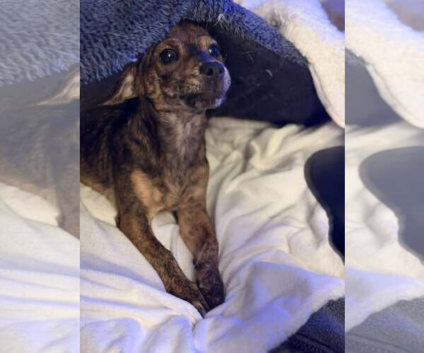 Medium Photo #5 Chihuahua-Unknown Mix Puppy For Sale in Visalia, CA, USA