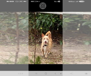 Dachshund-Unknown Mix Dogs for adoption in Rocky Mount, NC, USA