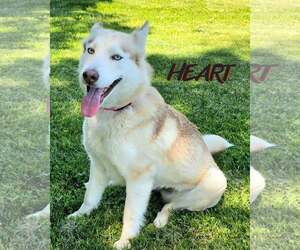 Athena & Iris - Female Siberian Husky Dog for Adoption - Photo #3