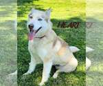 Small #2 Siberian Husky