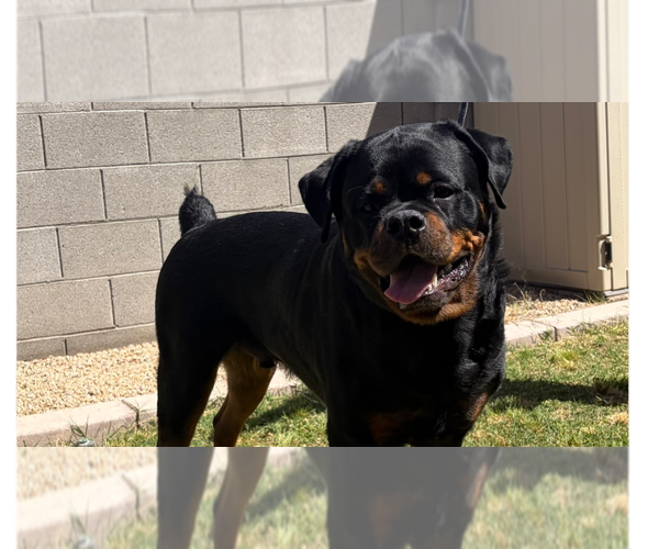 Medium Photo #5 Rottweiler Puppy For Sale in Gilbert, AZ, USA