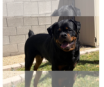 Small #4 Rottweiler