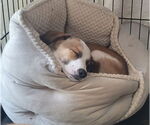 Small #4 Mutt