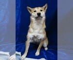 Small Photo #7 Shiba Inu Puppy For Sale in HARTVILLE, MO, USA