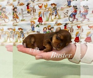 Yorkshire Terrier Puppy for sale in WINNSBORO, LA, USA
