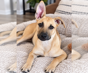 Forrest - Male Mutt Dog for Adoption - Photo #9