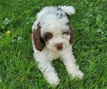 Small #5 Bernedoodle (Miniature)