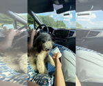 Small #5 Poodle (Miniature)