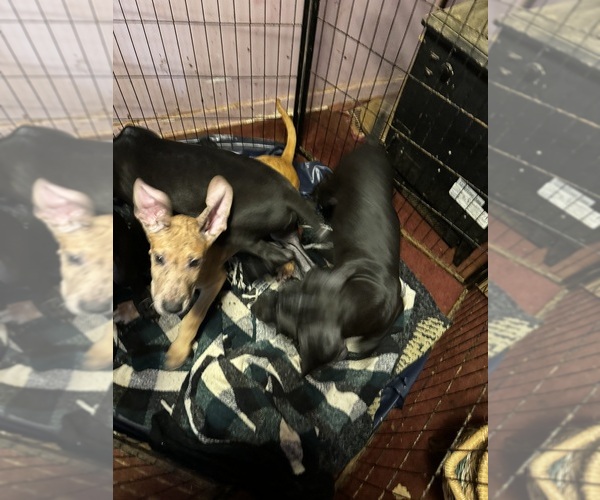 Medium Photo #26 Great Dane Puppy For Sale in ALIQUIPPA, PA, USA