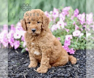 Goldendoodle (Miniature) Puppy for sale in GORDONVILLE, PA, USA