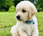 Small Photo #29 Golden Retriever Puppy For Sale in AMITY, AR, USA