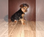 Small YorkiePoo