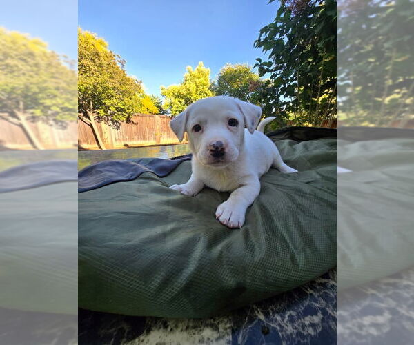 Medium Photo #2 Border Terrier-Rat Terrier Mix Puppy For Sale in DISCOVERY BAY, CA, USA