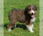 Small Photo #9 Sheltidoodle Puppy For Sale in SHIPPENSBURG, PA, USA