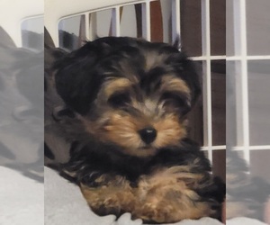 Havashire Puppy for sale in CHICKASHA, OK, USA