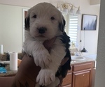 Small Photo #2 Old English Sheepdog Puppy For Sale in ACTON, CA, USA
