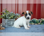 Puppy Gia Jack Russell Terrier