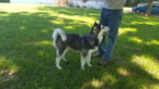 Small Photo #8 Siberian Husky Puppy For Sale in CENTERVILLE, NC, USA