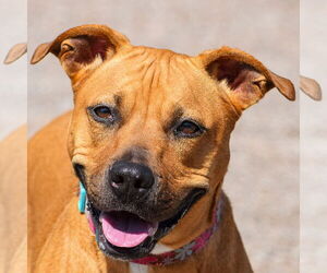 American Staffordshire Terrier-Basset Hound Mix Dogs for adoption in Huntley, IL, USA