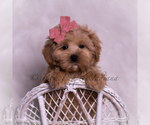 Small #1 Maltipoo (Miniature)