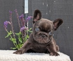 Small Photo #24 French Bulldog Puppy For Sale in GOSHEN, IN, USA